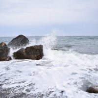 Природа Крыма :: Amazing Cosmea Природа Крыма :: Amazing Cosmea