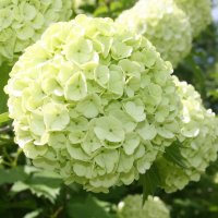 Бульдонеж :: Ольга Савельева 