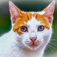 Голубоглазка :: Aleksey Afonin