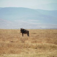 Отбился от стада... :: Liliya 