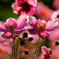 Доброе утро :: Юрий. Шмаков