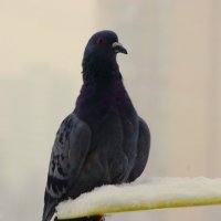 Вот он - "красавец" ! :: Юрий Куликов Вот он - "красавец" ! :: Юрий Куликов