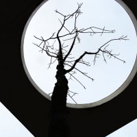 Дерево :: svk *