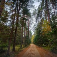 Осенний лес :: Николай Дергачев