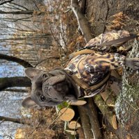 Лесоруб :: Анна Камс