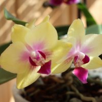 Моя коллекция орхидей :: Irene Irene