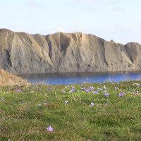 Шафран :: Геннадий Валеев