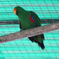 Попугай эклектус :: Аркадий Басович