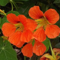 Настурция :: Freddy 97