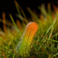 Где искусство встречает науку: Микрокосм 3 :: дмитрий мякин