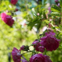 Летние сны ... :: Алёна Савина Летние сны ... :: Алёна Савина