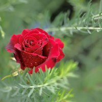 *** :: владимир 