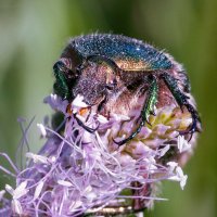 Пожиратель цветов :: Владимир Иванович