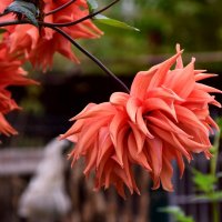 *** :: Павленко Михаил 