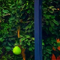 ПОМЕЛО :: Анатолий Малобродский