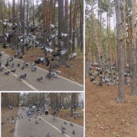 голуби парка "Танаис" :: Лера 