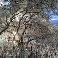 В солнечный день ноября :: Мария Васильева