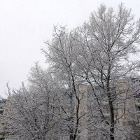 В Питер пришла зима. :: Ирина ***