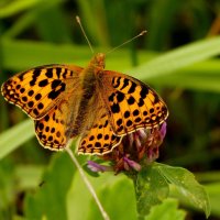 опять про бабочек...95 :: Александр Прокудин