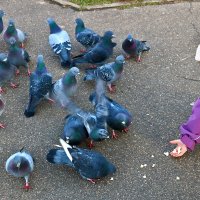 Девочка кормит голубей - какая молодец! :: Светлана 