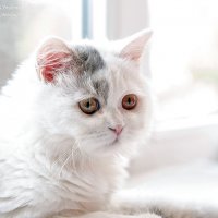 Хайленд-страйт :: Светлана Ищенко