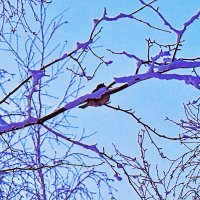 Морозное утро воробышка! :: Владимир 