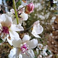 Цветы. :: Владимир Драгунский Цветы. :: Владимир Драгунский