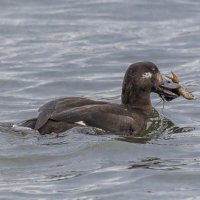 турпан. :: юрий макаров