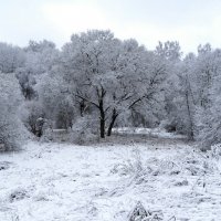 Природа в конце осени. :: Милешкин Владимир Алексеевич Природа в конце осени. :: Милешкин Владимир Алексеевич