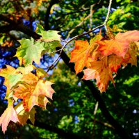 Веточка клена :: Сергей Карачин