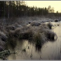 На болоте :: Aleksandr Gal