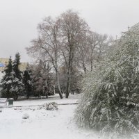 Первый снег :: Ирина Олехнович