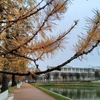 Лиственница :: Сапсан 