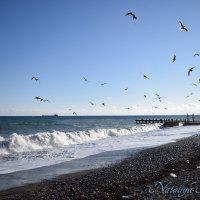 Природа Крыма :: Amazing Cosmea