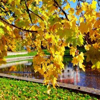 Янтарные шторы :: Сергей Карачин