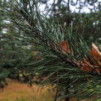 Осенний Сюжет :: юрий поляков Осенний Сюжет :: юрий поляков