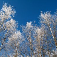 Над головой хрустальный лес :: Галина Ильясова