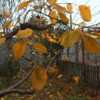 Последние листья на яблоне :: Наталья 