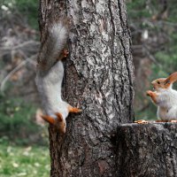 Догонялки :: Игорь Протасов