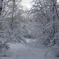 Снежная сказка!!! :: Радмир Арсеньев