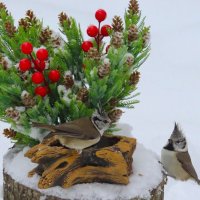 -Угостишь?....Неа... :: Ольга Митрофанова