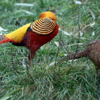 золотой фазан :: Михаил Бибичков