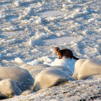Норка... :: Алексей Мезенцев