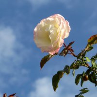 Небо и роза.....в этом дуэте особая красота ноября! :: Татьяна Смоляниченко