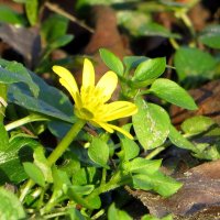 Чистяк весенний улыбнулся ноябрю :: Татьяна Смоляниченко