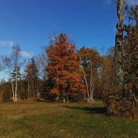 Осенние фотозарисовки ... :: Татьян@ Ивановна