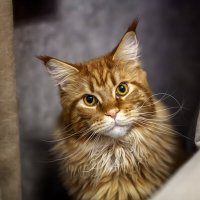 * :: Александр Лисовский