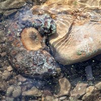 Сокровища юрского периода :: Александр Лисовский