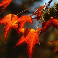 Осенние картинки :: Юрий. Шмаков