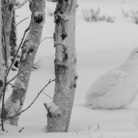 Монохром :: Виктория 